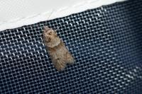 Tortricodes alternella