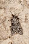 Diurnea fagella