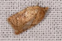 Acleris