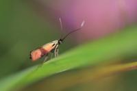 Nemophora minimella