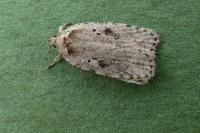 Agonopterix ocellana