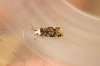 Endrosis sarcitrella