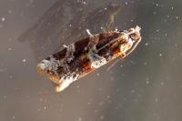 Argyrotaenia ljungiana