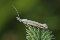 Coleophora valesianella
