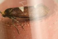 Incurvaria masculella