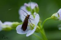 Cauchas rufimitrella