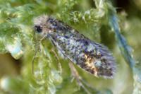 Dyseriocrania subpurpurella
