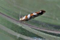 Argyresthia goedartella