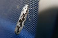 Ethmia pusiella/candidella