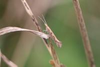 Plutella xylostella