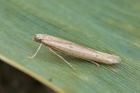 Batrachedra parvulipunctella