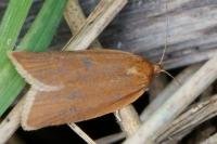 Clepsis unicolorana