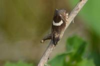 Grapholita lunulana