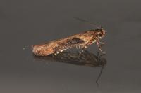 Scrobipalpa costella