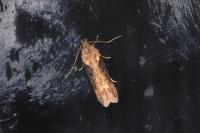 Scrobipalpa costella