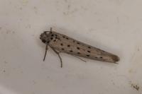 Yponomeuta sedella