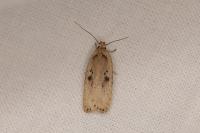 Agonopterix yeatiana