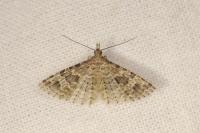 Alucita hexadactyla