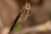 Nematopogon adansoniella
