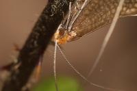 Nematopogon adansoniella