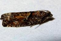 Epinotia immundana
