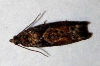 Epinotia immundana