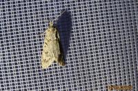Diurnea fagella