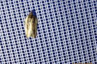 Acleris hastiana