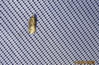 Acleris cristana