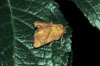 Apoda limacodes