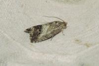 Cydia splendana