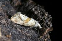 Cochylidia