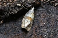 Cochylidia