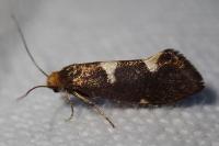 Incurvaria masculella