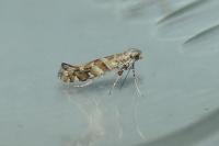 Gracillaria syringella