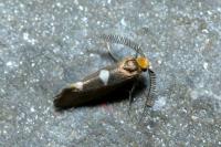 Incurvaria masculella