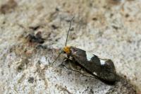 Incurvaria masculella