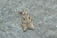 Semioscopis steinkellneriana