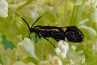 Esperia sulphurella