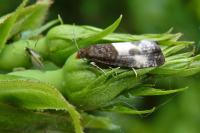 Notocelia cynosbatella