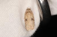 Agonopterix propinquella