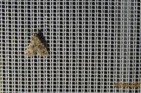 Alucita hexadactyla