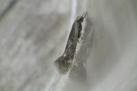 Elachista canapennella