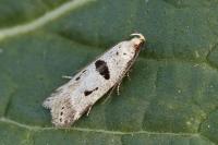 Mirificarma cytisella