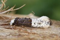 Trichophaga bipartitella