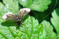 Adela reaumurella