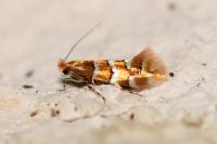 Phyllonorycter emberizaepenella