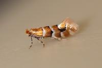 Phyllonorycter emberizaepenella