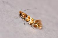 Phyllonorycter emberizaepenella