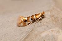 Phyllonorycter emberizaepenella